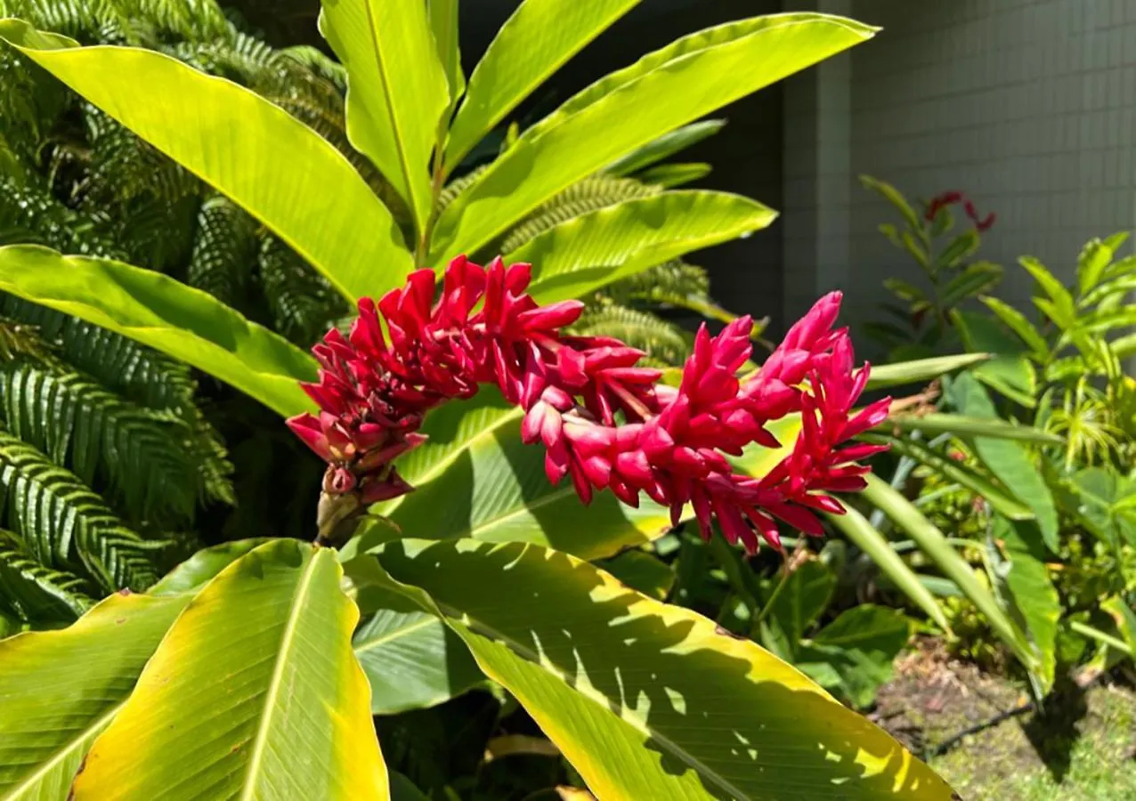 Homestay Kona Magic Ali'I - Top Floor Views, Pool, Beach, Sunsets Kailua-Kona